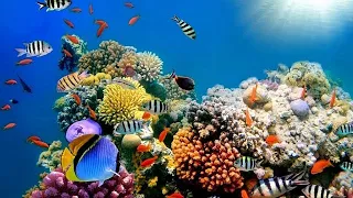 Australia to provide $ 500 million to restore and protect Great Barrier Reef