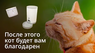 Это лучшая автоматическая кормушка для кошки. Обзор гаджетов Petoneer