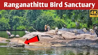 ranganathittu bird sanctuary | ranganathittu | bird sanctuary mysore | mysore bird sanctuary #4k
