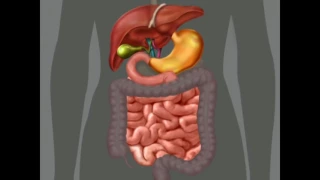 Пищеварительная система анатомия