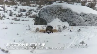 Junction Butte Pack Pup | Grey Wolf | Wolf