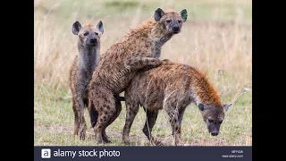 Hyenas mating
