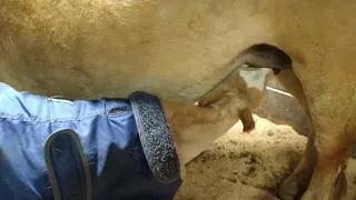 Newborn Haflinger Foal nursing for the first time.