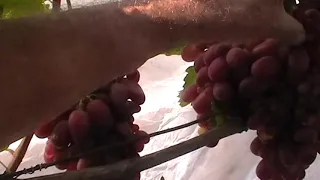 Сорт винограда "Ризамат" - сезон 2019 # Grape sort "Rizamat"