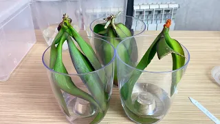дорогие орхидеи без корней НАРАЩИВАЮ КОРНИ орхидей через 3 недели