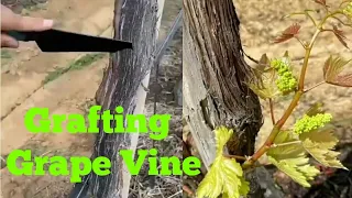 Grafting Grape Vine #Shorts