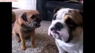 10 Funniest Border Terrier Videos