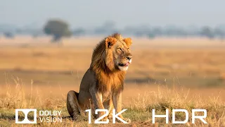 Top 100 Beautiful Animals In The World In Dolby Vision 12K HDR 60fps - Relaxing Piano Music