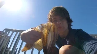 SQUID, BREAM and STINGRAY - Catch n Cook - Fishing with DYLAN!