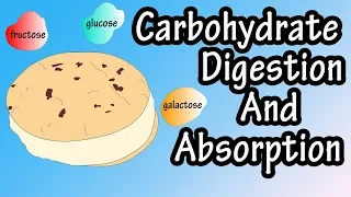 Carbohydrate Digestion And Absorption - Carbohydrate Metabolism