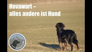 Hovawart – Die Checkerin vom Niederrhein wird 4 Jahre alt