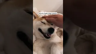 Shiba sneezes all over me 😫