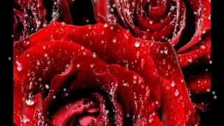 Розы-самые красивые цветы