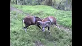 Muflon rams fight end