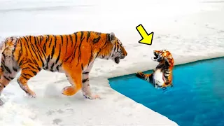 Tigress Can’t Save Drowning Cub, Then He Appears & Does Something Miraculous!