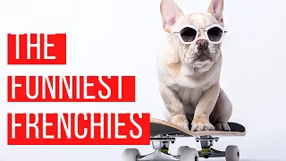 The funniest French Bulldog video | Frenchie compilation #8