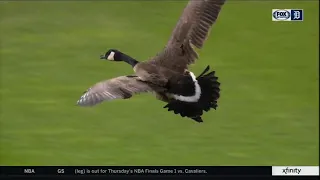 Goose Causes Chaos at Detroit Baseball Game