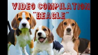 CUTE DOG VIDEO COMPILATION: BEAGLE
