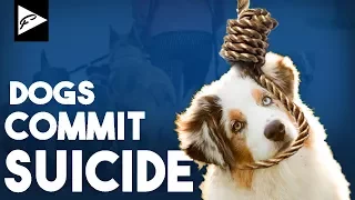 Do Dogs Commit Suicide?  (Secrets Revealed...)