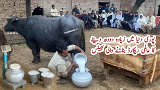 New World Record 36.950 Kg Milk Record World Champion Buffalo of Haji Iftikhar Ahmed Bagri Sb