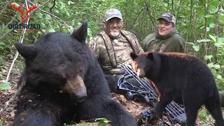 BEAR HUNTING-Big Black Bear With Bow