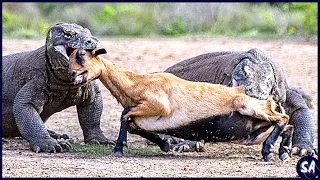 12 Momentos Despiadados De Animales Comiendo Presas Vivas