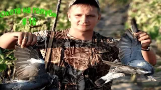 Выпуск №16/Охота на голубя/pigeon hunting