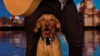 Britain's Got Talent Unseen 2020 Aaron & Buddy the Singing Dog Audition S14E01