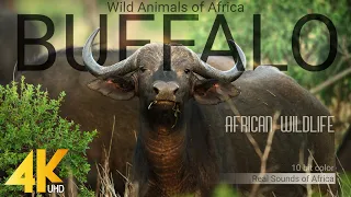 4K African Wildlife: Buffalo - Wild Animals of Africa - Real Sounds of Africa - 10 bit color