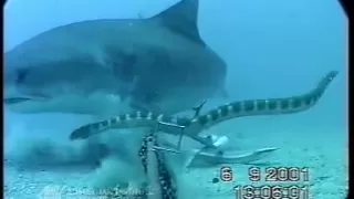 Shark Vs. Sea Snake