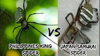 exotic fight | spider fight