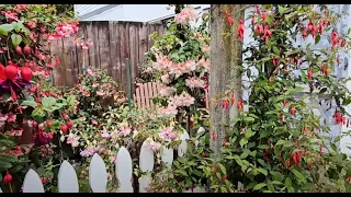 #16, Fuchsia in pots full of flowers. Amazing beautiful. It feels like I'm in a garden of Eden. :-)