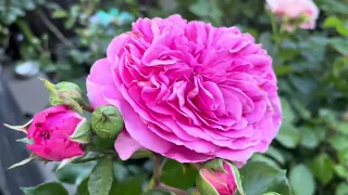 14 varieties backyard roses flowers Kordes, Tantau, and Meilland rose May 2024