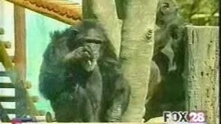 Charlie the Smoking Chimp