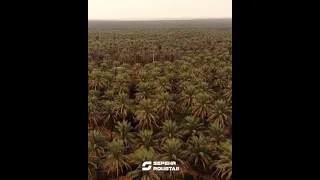 The groves of southern Iran