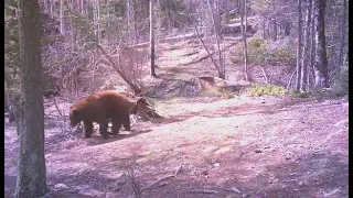 the SWAGGER BEAR  --  The Rocky Mountaiin Elk & Deer Watch