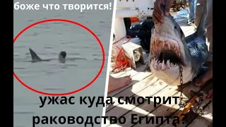 Акула съела парня в Хургаде! Ужас после такого я в море не ногой!/Shark ate a guy in Hurghada!