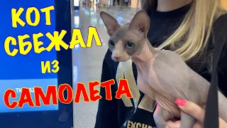 Первый Полёт на САМОЛЁТЕ с КОТОМ 😱 Kot Million