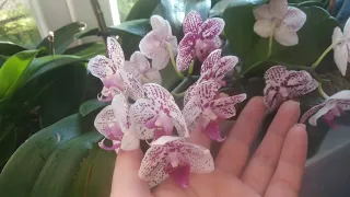 Огляд  моїх квітучих орхідей, і не тільки. Цвітоноси зявляються один за одним.
