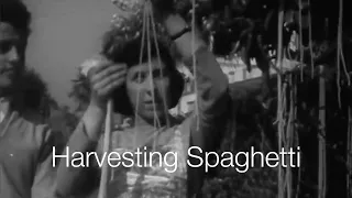 BBC: Spaghetti-Harvest in Ticino | Switzerland Tourism