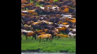 Wild Horses of Mongolia | Nature & Creature