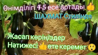 ҚЫЗАНАҚ БАКЛАЖАН ЕГУ.Өнімділігі 4-5 есе артады.Көшеттерді дұрыс отырғызу.Шахмат СТИЛІНДЕ