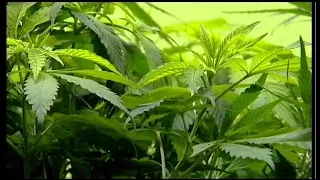 Medical marijuana supporters start petition to overturn Grandview dispensary ban