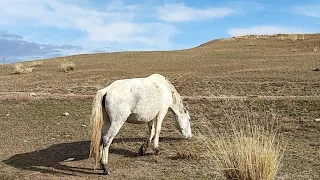 GRANDTRAVEL LIVE: ТРИ БЕЛЫХ КОНЯ. ВОЛГА-ВОЛГА. КАВЕР