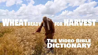 Wheat Ready For Harvest - The Video Bible Dictionary