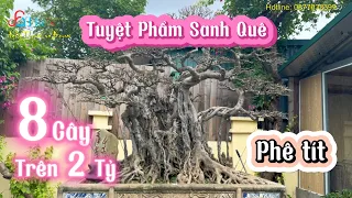 Phê tít TP Sanh Quê vừa cắt lá và soi 8 Cây có giá trị mỗi Cụ trên 2 tỷ ở vườn mới Giám Đốc Quốc Anh