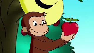 La Récolte de Pommes 🐵 Georges le Petit Singe 🐵Saison 3 🐵 Dessins Animés