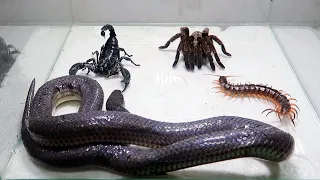 Poison Snake Scorpion Tarantula Centipede