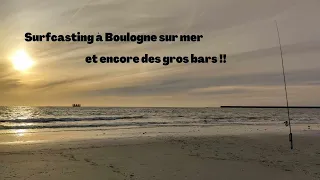 Encore du gros bars, Pêche en surfcasting à Boulogne sur mer !!