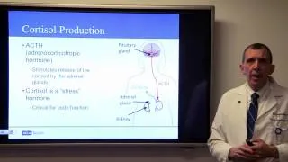 Latest Treatment Options for Pituitary Tumors, Marvin Bergsneider, MD | UCLAMDChat